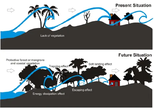 Vegetation tsunami protection preview